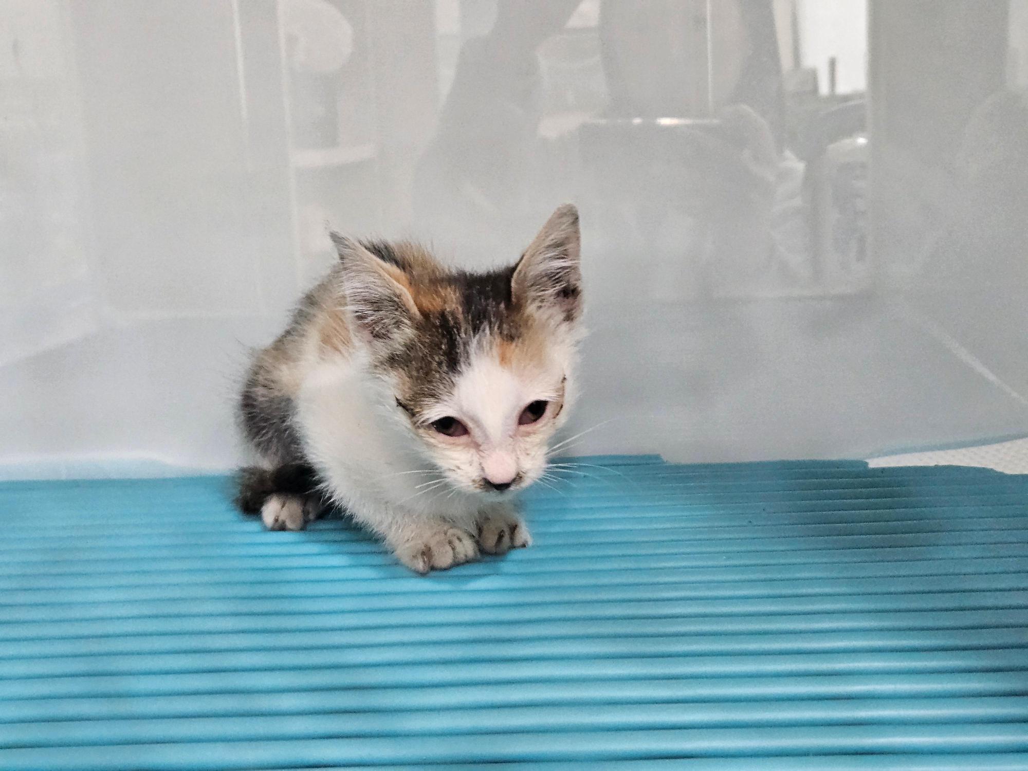 종료(입양) 한국 …